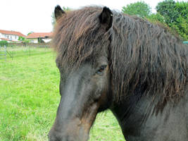Shetland Pony Portrait