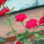 Red Climbing Rose