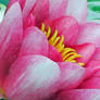 Water Lily Closeup