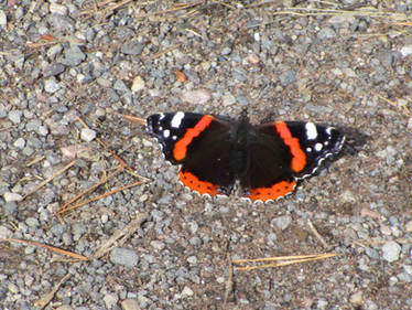 Red Admiral in all its Beauty