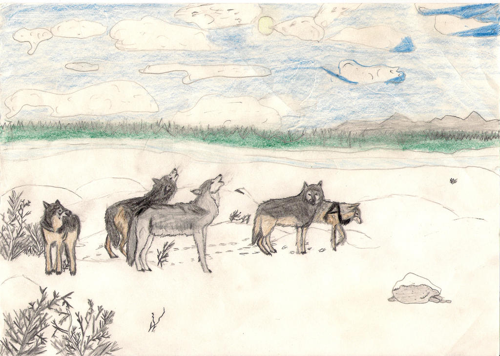 Wolves Hunting Drawings Wolves howling and hunting by Firetaur on DeviantArt