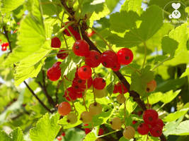 Redcurrant