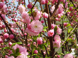 Flowering Almond