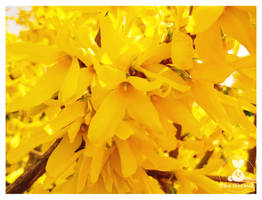 Forsythia