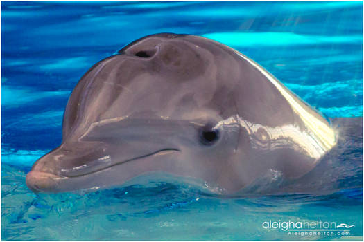 Dolphin