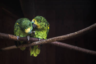 blue-fronted amazon