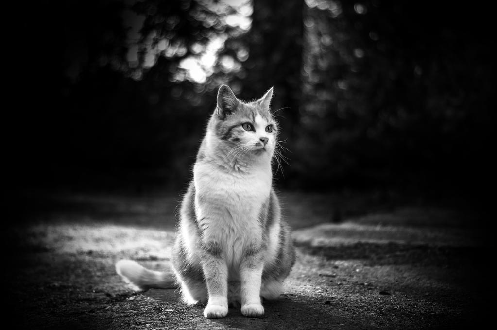 cat in black and white