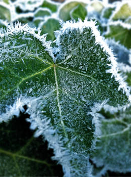 Frosty ivy