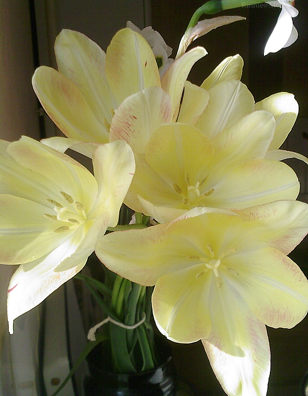 Yellow tulips