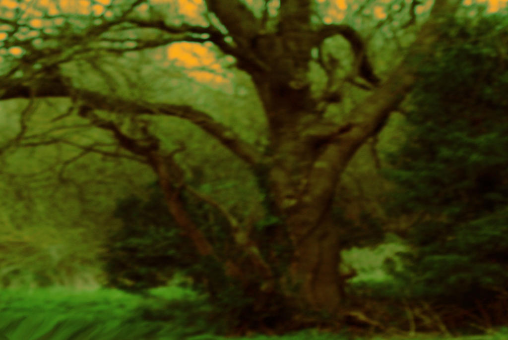 Entanted Tree Enchanted tree by NumbersInTheDream on DeviantArt