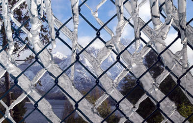 Fenced Beauty