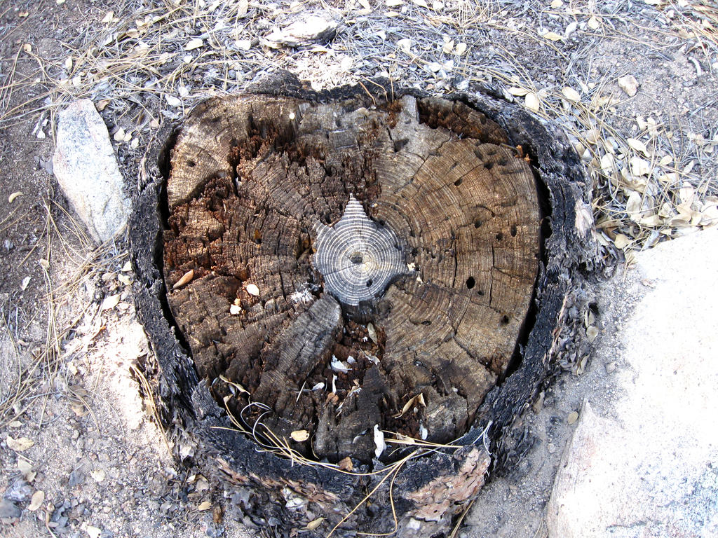 Tree Stump 1