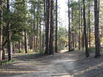 Two Roads Diverged Stock by DeviousRose