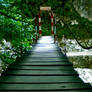 Bridge in forest