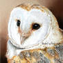 'Barn Owl' - Realism