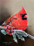 'Cardinal' - Realism by robybaer