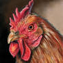 RHODE ISLAND RED CHICKEN