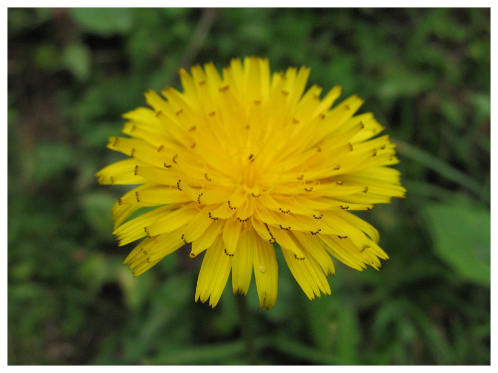 Dandelion