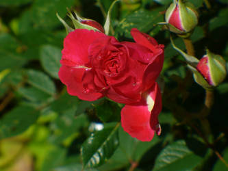 Rose III