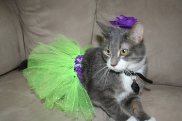 Tutu cat