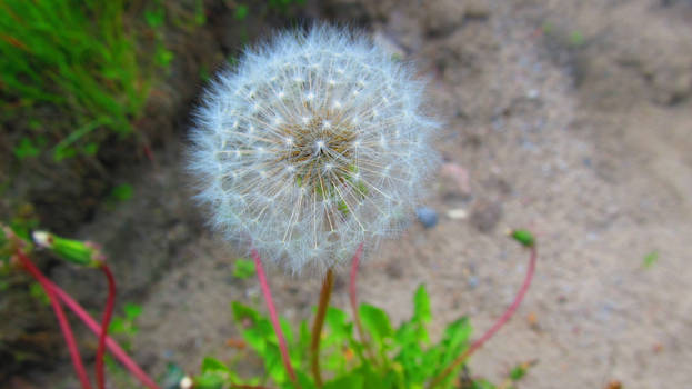 Dandelion~2~