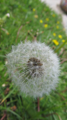 Dandelion~3~