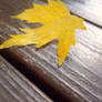 Yellow leaf