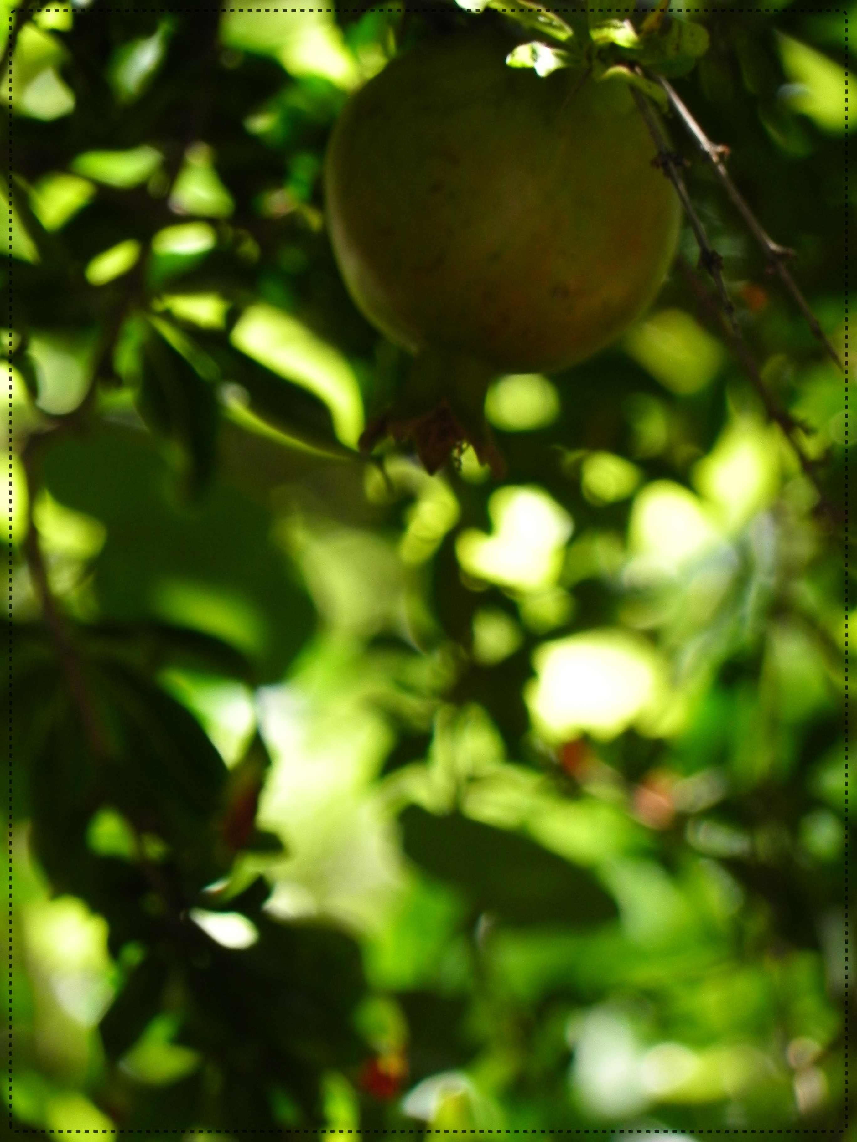 Pomegranate