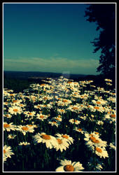 Lets dream of daisies together