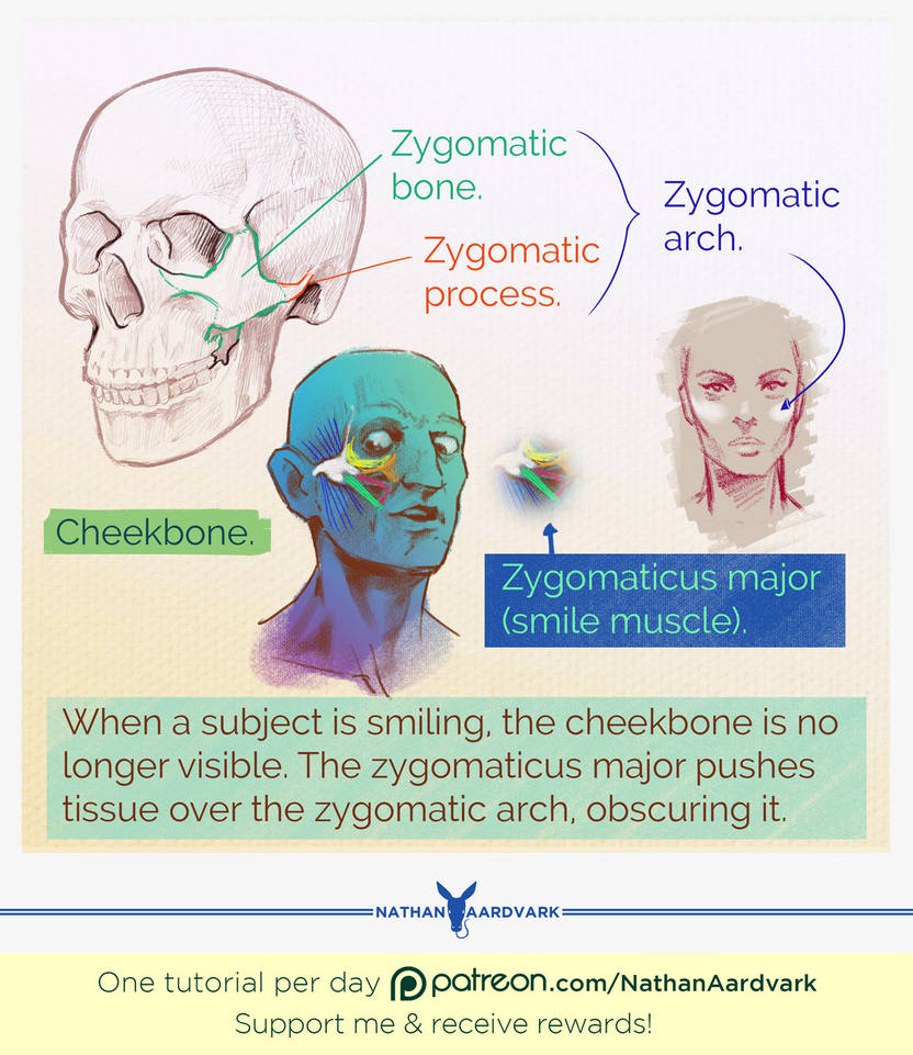 Tutorial 14 - The Cheekbone by NathanAardvark on DeviantArt