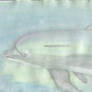 Dolphin Watercolor