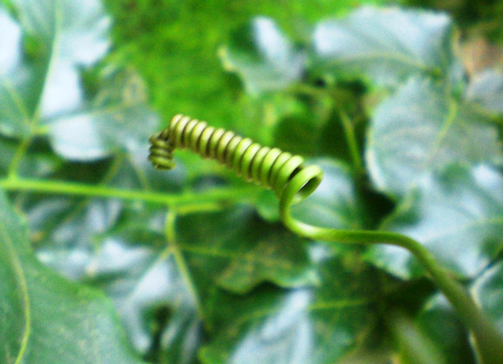 Tendrils (3) by MkE7 on DeviantArt