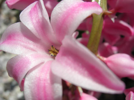 Pink Hyacinths 2