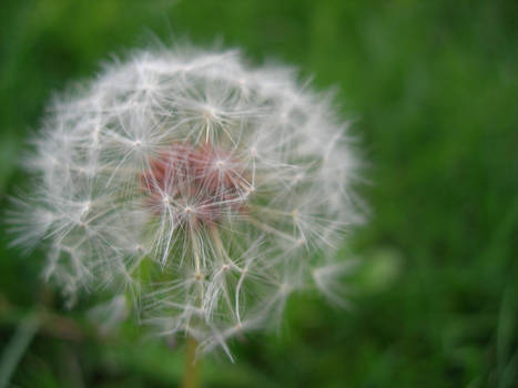 Dandelion