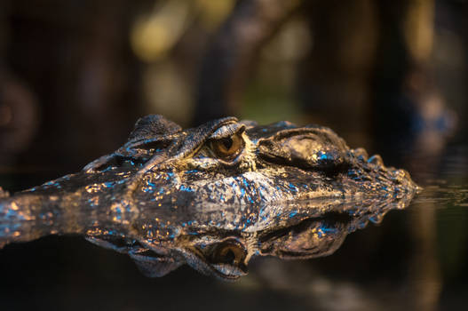 Black Caiman crocodile