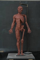 Ecorchet Sculpture - Human Anatomy 1