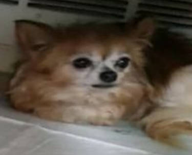 R.I.P Poquito (2005-2020)