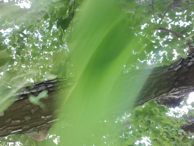 wind in the tree leaf