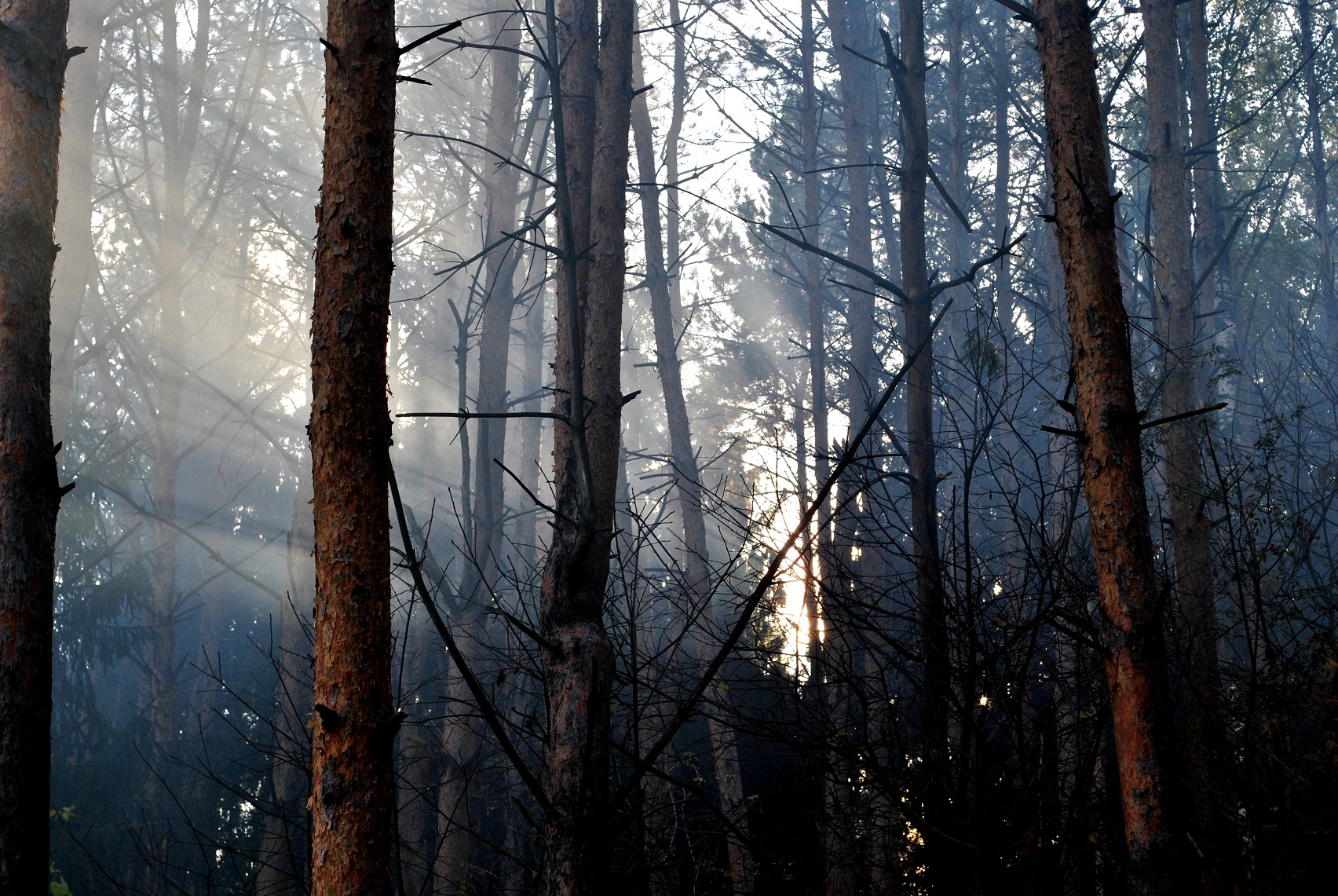 Gray forest.