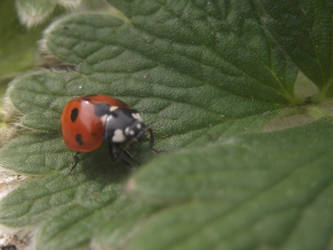 Little Lady Bird