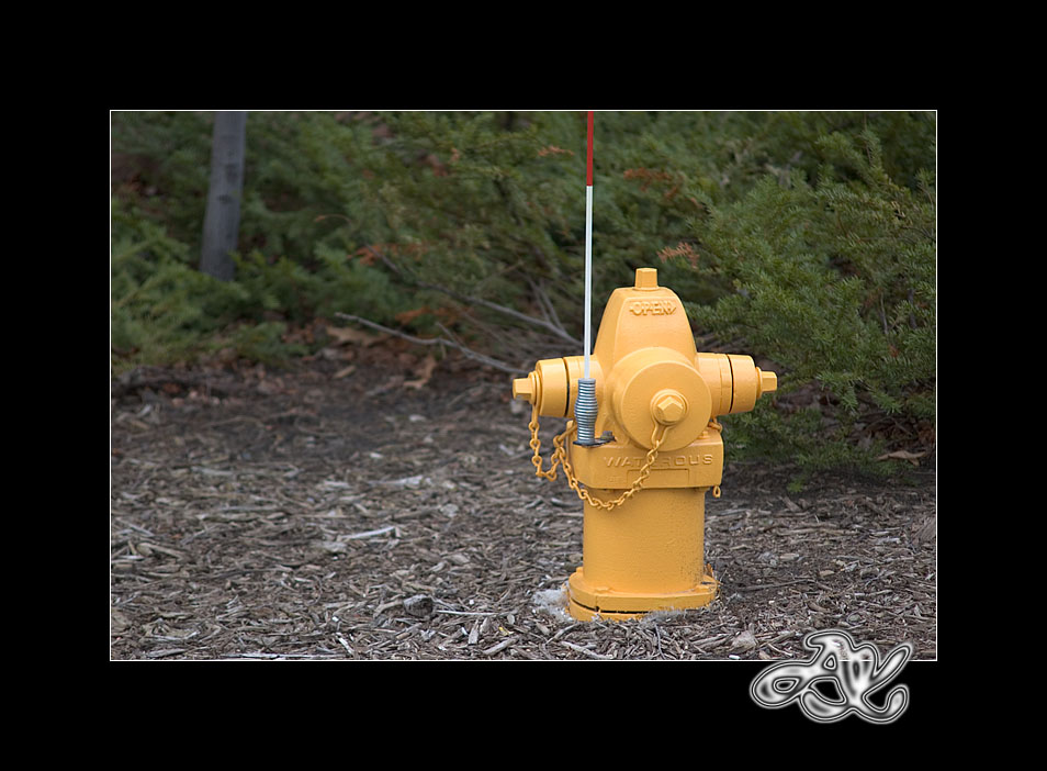 Yellow Fire Hydrant