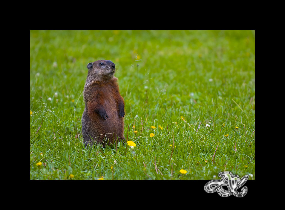 Woodchuck : At Attention by minainerz
