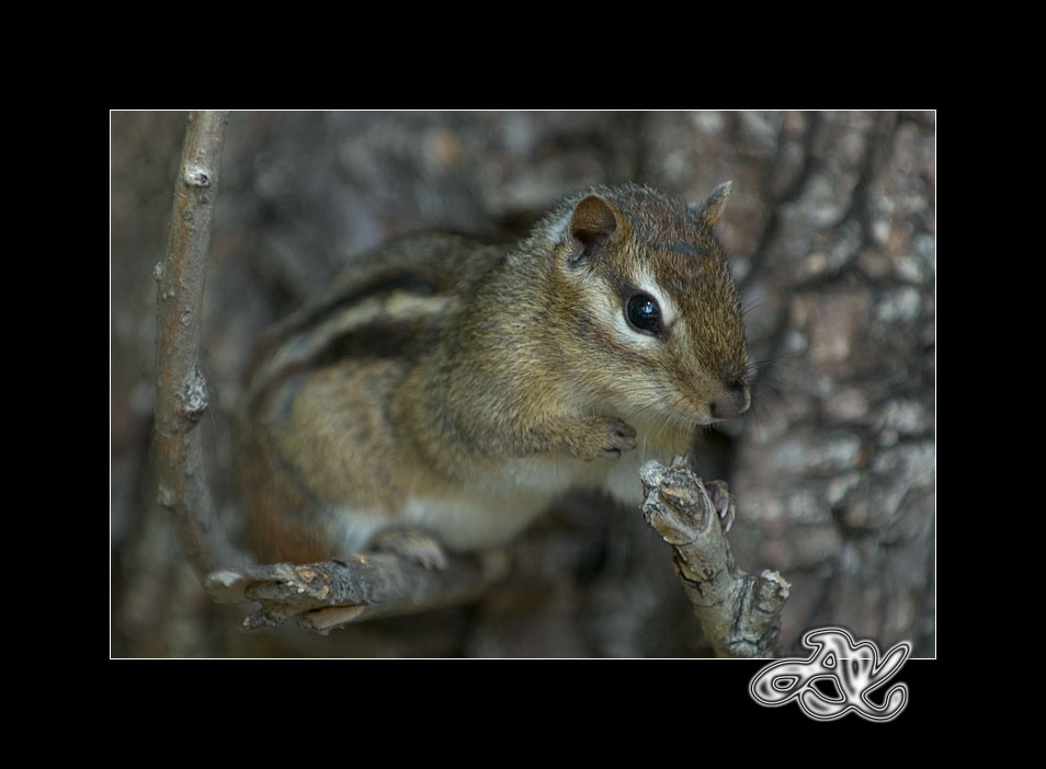 Impressionist Chipmunk