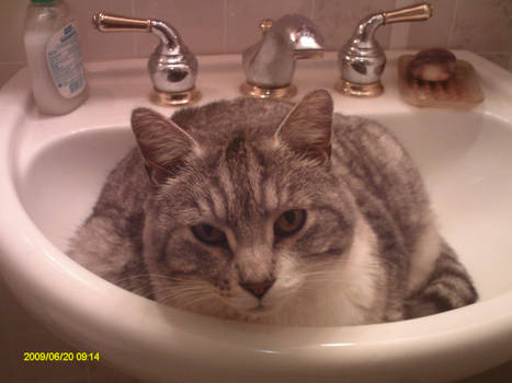 Sink Cat