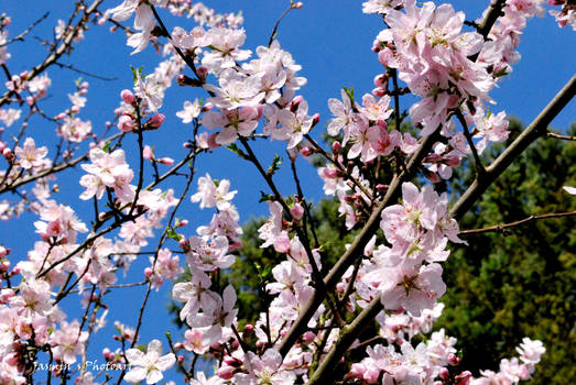 almond blossom_2