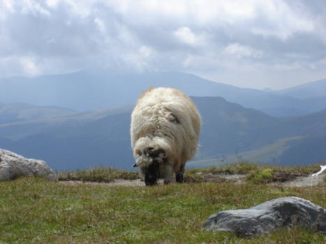 Sheep'n scenery