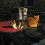 Cats