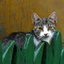 Green Fence
