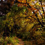Autumn Path