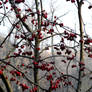 The Touch of Winter